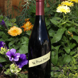 Pinot Noir Wine Black Bridge WineWest Elks AVA Colorado